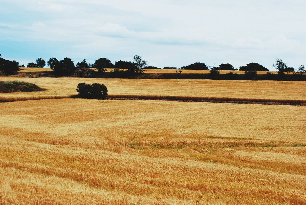 Fields of gold