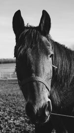 Close-up of horse in ranch