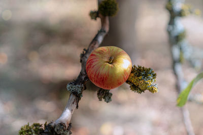 Close-up of fruit on tree