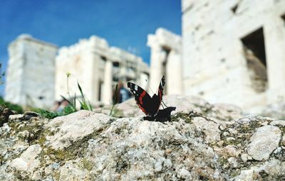 Close-up of butterfly on rock