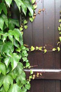 Leaves growing on wall
