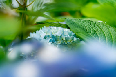 Close-up of green leaves on land