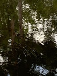 Reflection of trees in lake