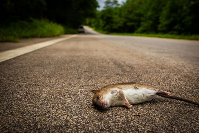Close-up of mouse on road