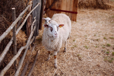Portrait of sheep on field