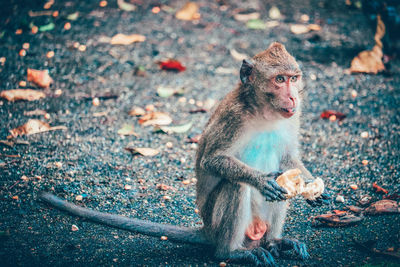 Monkey sitting on road