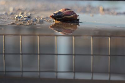 Close-up of shell on sea shore