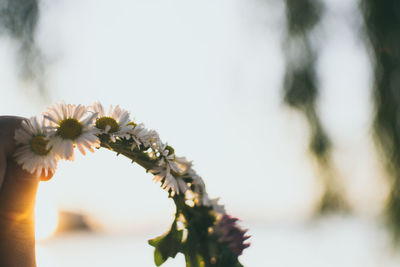 Close-up of flower tree against sky