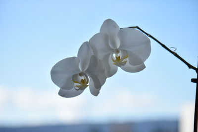 Close-up of white flowering plant against clear sky