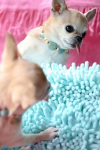 Close-up of a dog