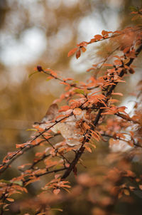 Close-up of plant against blurred background