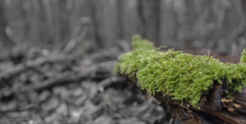 Close-up of moss growing on tree trunk