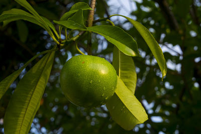 Close-up of fresh fruit on tree