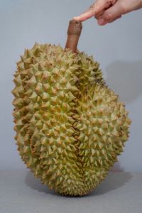 Close-up of hand holding fruit against white background