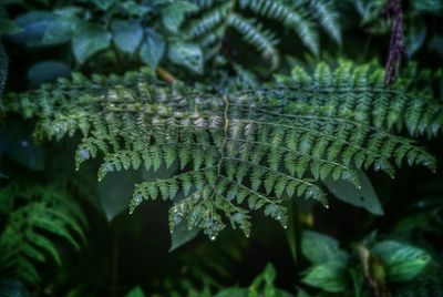 Close-up of leaf