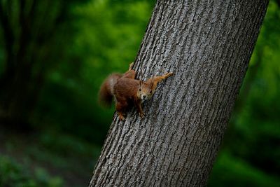 Close-up of squirrel on tree trunk