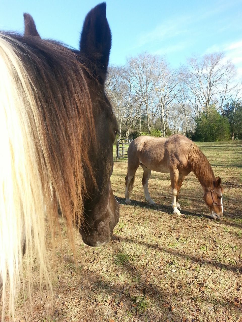 animal themes, horse, domestic animals, one animal, herbivorous, livestock, mammal, working animal, animal head, side view, vertebrate, zoology, mane, grazing, animal, field, hoofed mammal, sky, animal hair, ranch, bridle, outdoors, day, farm