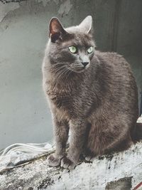 A furry gray cat sitting on a wall looking away