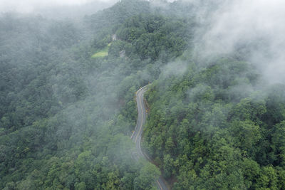 Scenic view of forest