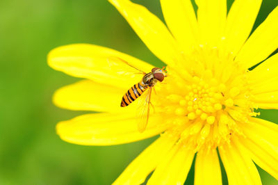 Close-up of insect on yellow flower