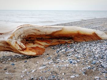 Driftwood on beach