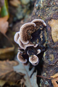 Close-up of mushrooms growing on tree