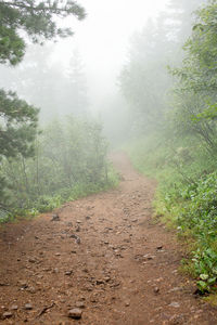 Dirt road amidst trees against sky