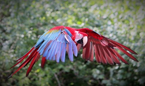 Close-up of red bird flying against blurred background