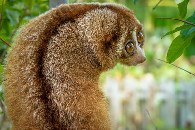 Close-up of slow loris