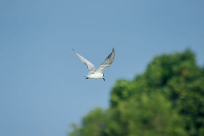 Low angle view of bird flying in sky