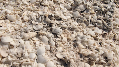 Full frame shot of leaves