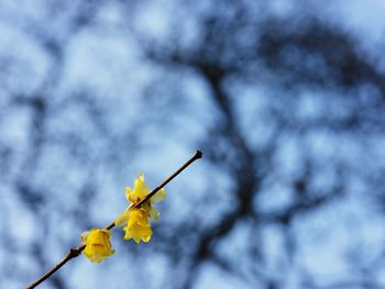 Low angle view of yellow flowering plant against sky