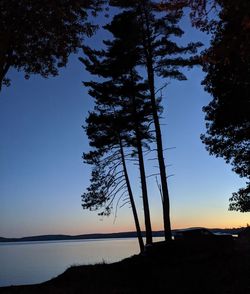 Silhouette trees on beach against sky during sunset