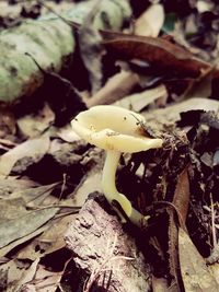 Close-up of mushroom