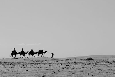 Tourists traveling on camels in desert