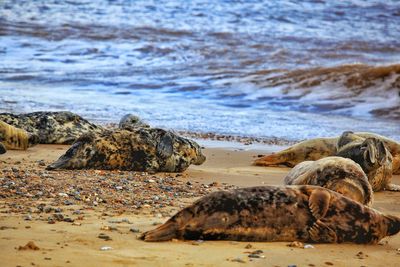 Seals on a norfolk beach