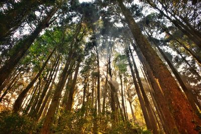 Low angle view of tall trees in forest