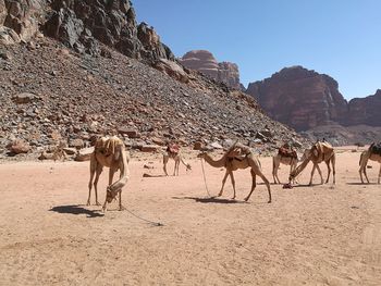 Horses in a desert