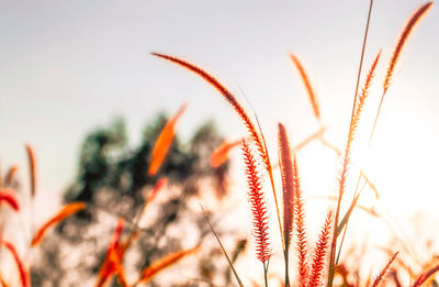 Close-up of stalks in field against sky