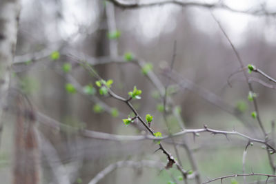 Close-up of plant growing outdoors