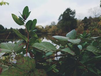 Close-up of fresh green plants in water