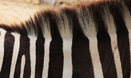 Close-up of zebra