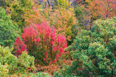 High angle view of flowering trees in forest during autumn