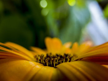 Close-up of yellow flower blooming outdoors