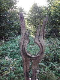 View of trees in forest