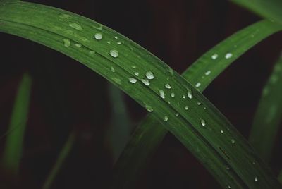 Close-up of water droplets on leaf