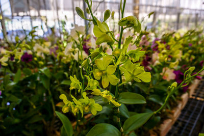 Close-up of plants growing in greenhouse