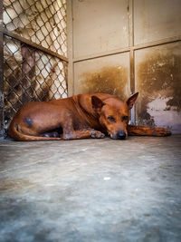 View of dog resting on floor