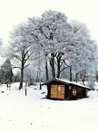 Snow covered trees