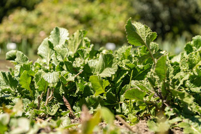 Saint gallen, switzerland, april 27, 2024 hirschfeldia incana or shortpod mustard plant 